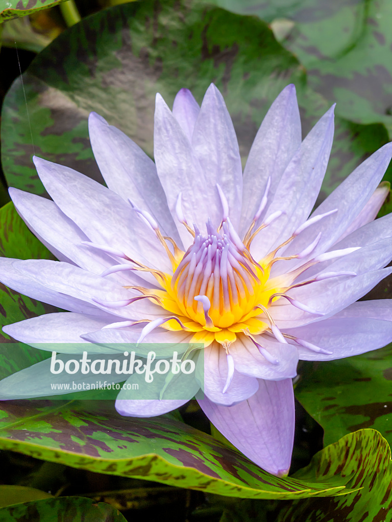 426164 - Water lily (Nymphaea Bagdad)