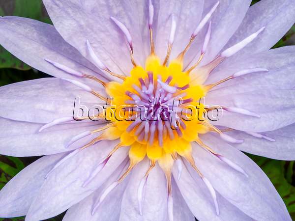426165 - Water lily (Nymphaea Bagdad)