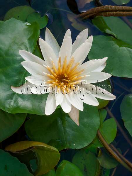 406010 - Water lily (Nymphaea micrantha)