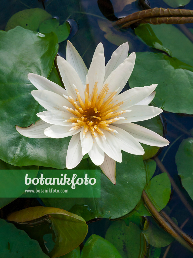 406010 - Water lily (Nymphaea micrantha)