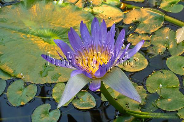 608035 - Water lily (Nymphaea stellata var. caerulea syn. Nymphaea nouchali var. caerulea)