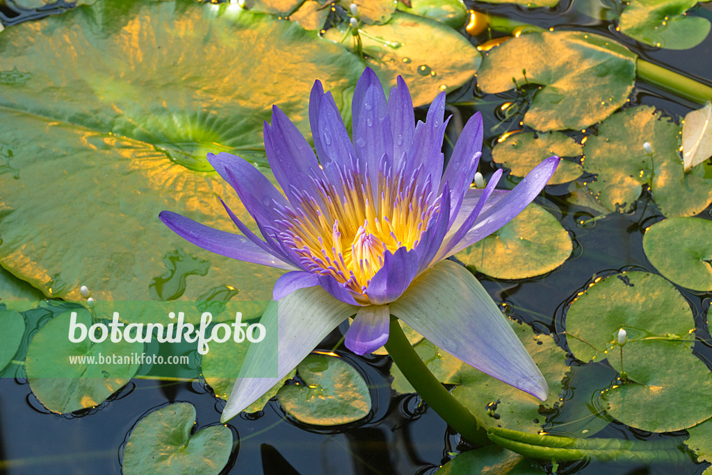 608035 - Water lily (Nymphaea stellata var. caerulea syn. Nymphaea nouchali var. caerulea)