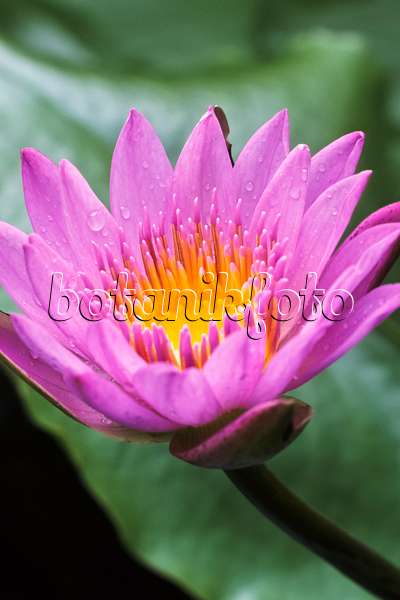 370020 - Water lily (Nymphaea stellata syn. Nymphaea nouchali)