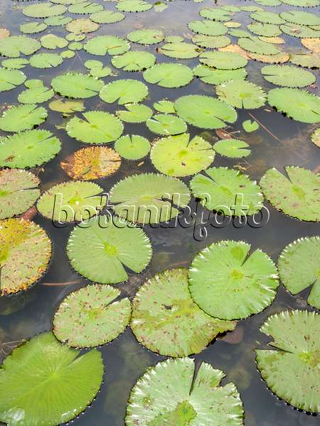 411172 - Water lily (Nymphaea) with different coloured leaves