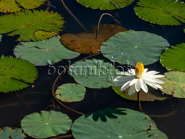 434288 - Water lily (Nymphaea) with radial white petals and yellow pistil