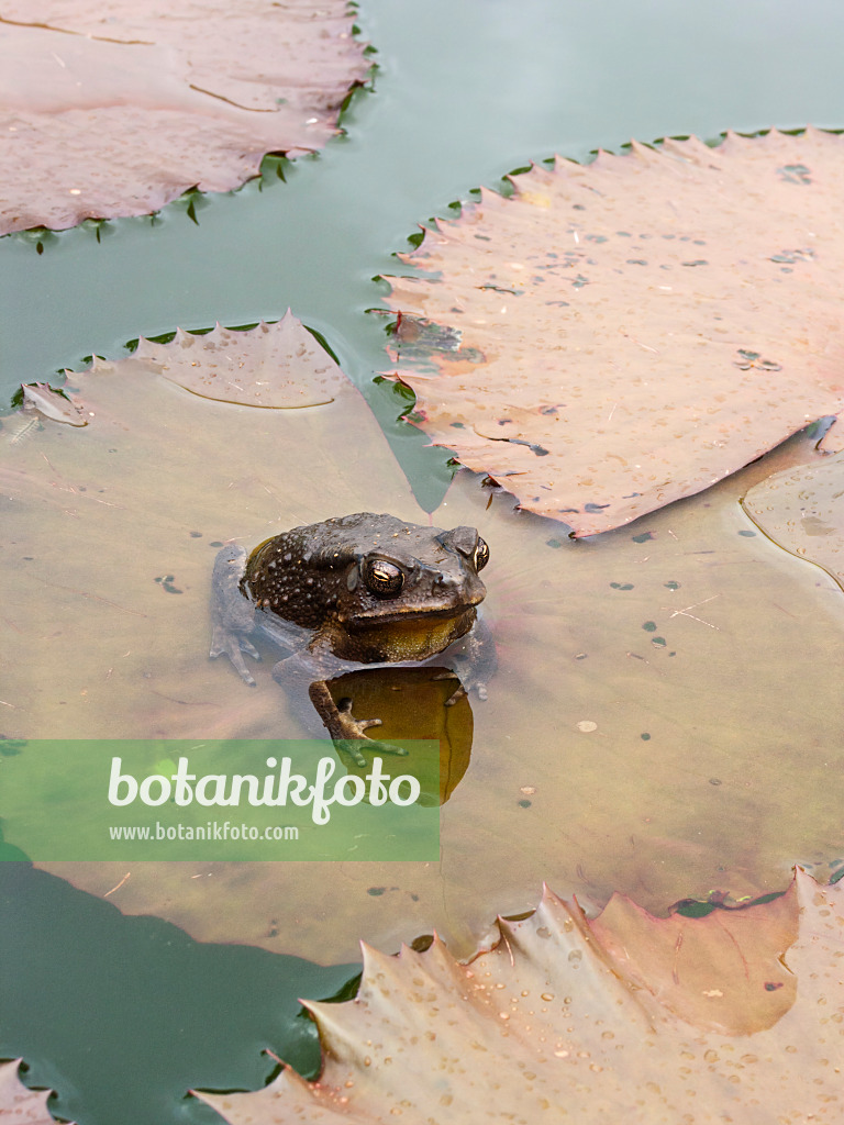 411002 - Water lily (Nymphaea) with toad sitting on a large water lily leaf