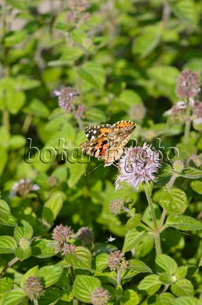 523155 - Water mint (Mentha aquatica) and painted lady (Vanessa cardui)