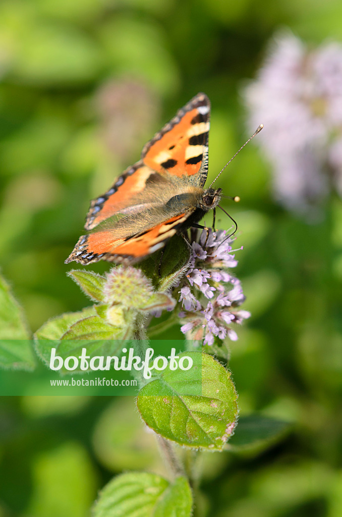 523154 - Water mint (Mentha aquatica) and small tortoiseshell (Aglais urticae)