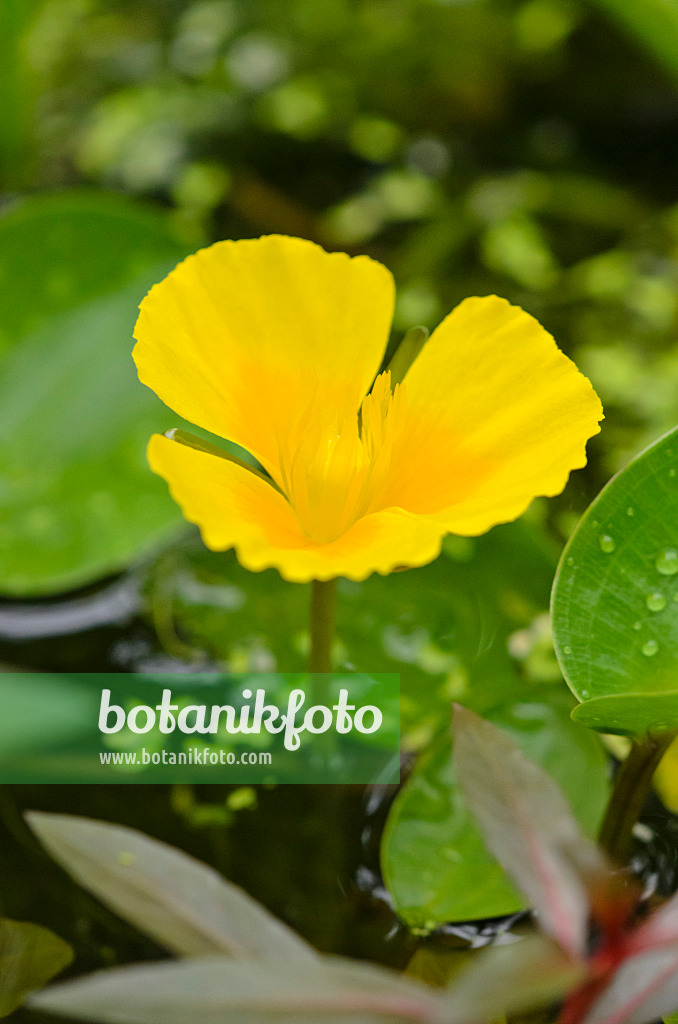 536058 - Water poppy (Hydrocleys martii)