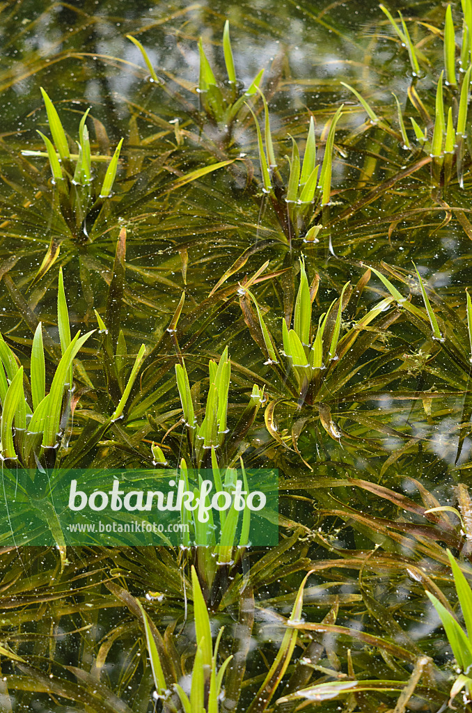 520237 - Water soldier (Stratiotes aloides)