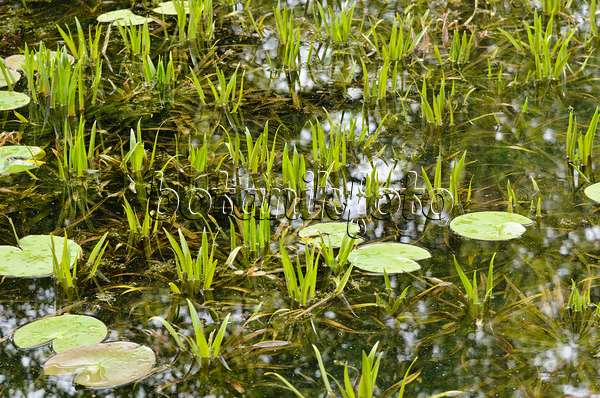 520236 - Water soldier (Stratiotes aloides) and water lily (Nymphaea)