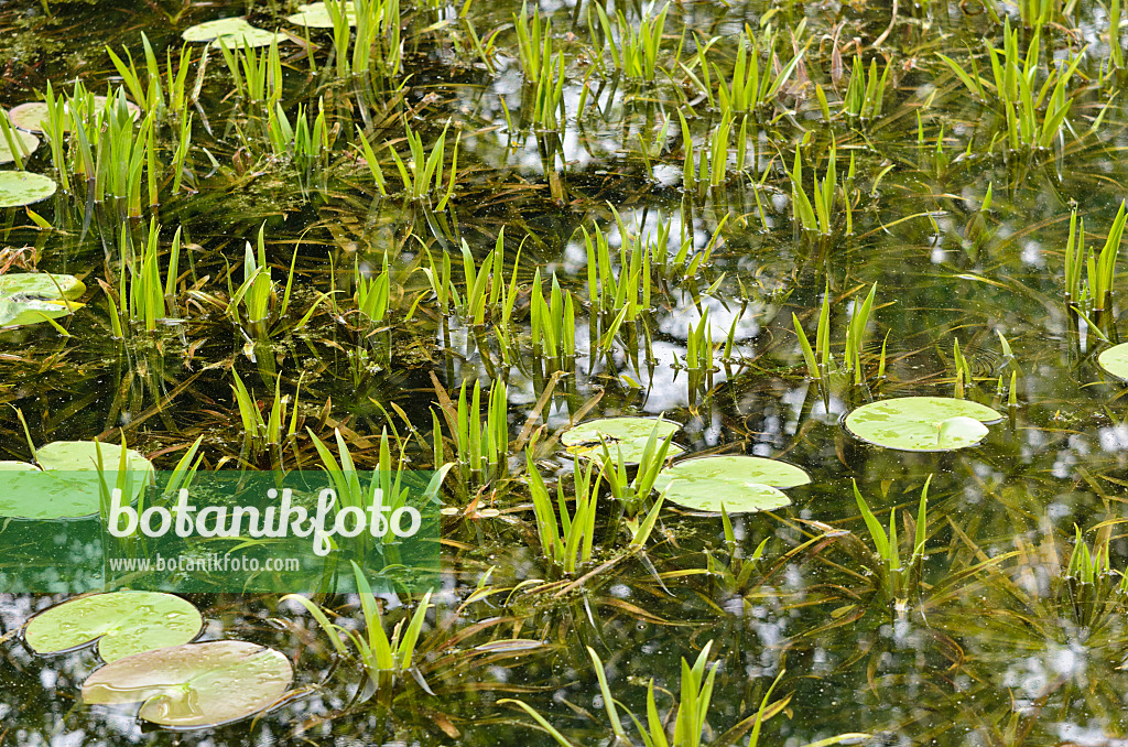 520236 - Water soldier (Stratiotes aloides) and water lily (Nymphaea)