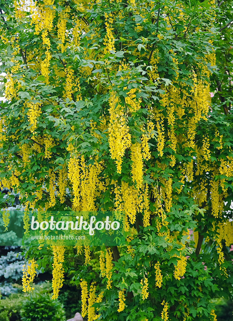 490086 - Waterer laburnum (Laburnum x watereri 'Vossii')