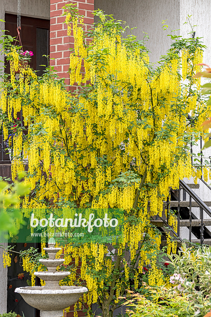 638147 - Waterer laburnum (Laburnum x watereri 'Vossii')