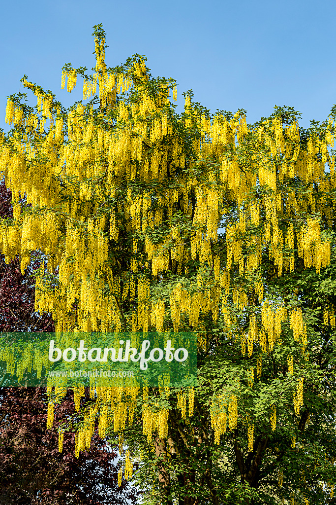 638148 - Waterer laburnum (Laburnum x watereri 'Vossii')