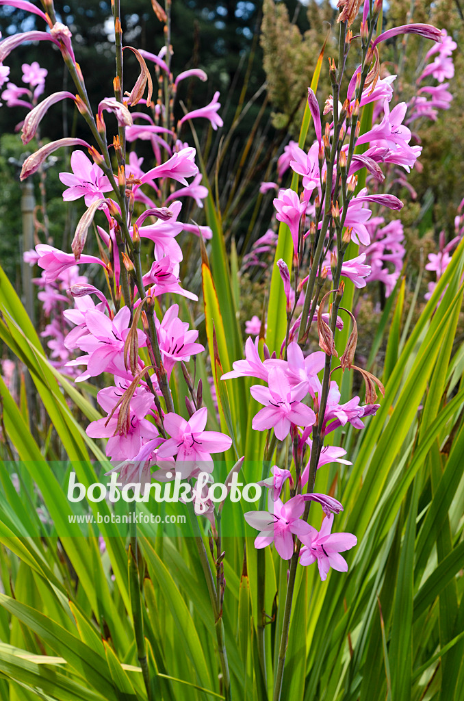 508419 - Watsonia borbonica subsp. ardernei