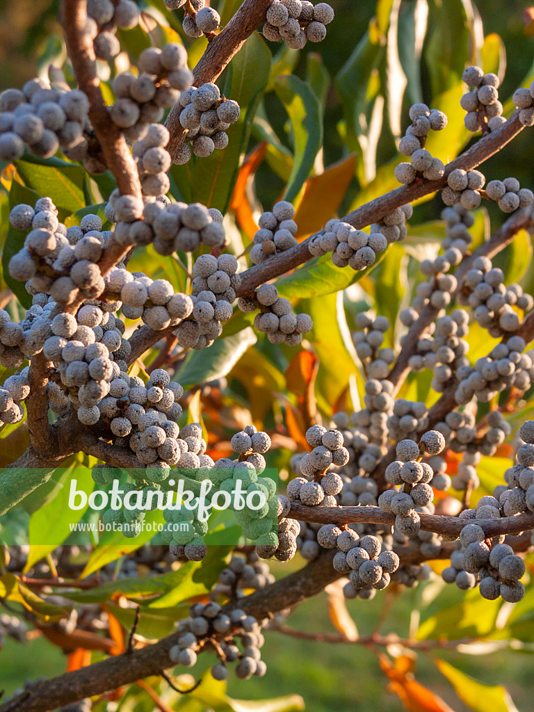 406059 - Wax myrtle (Myrica cerifera)