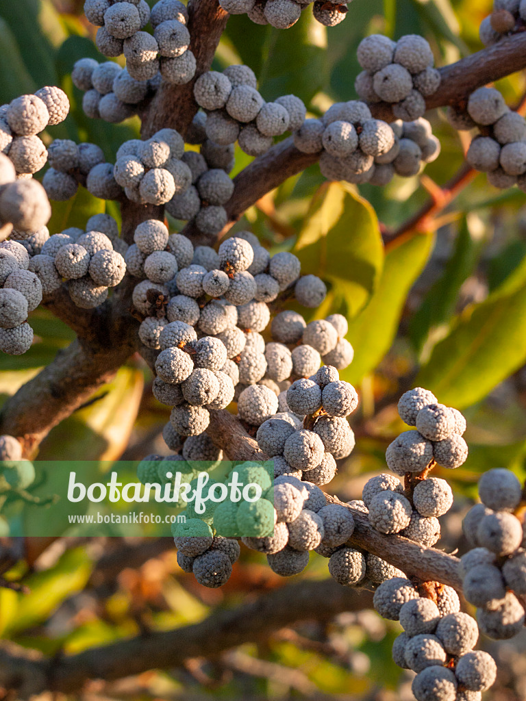 406060 - Wax myrtle (Myrica cerifera)