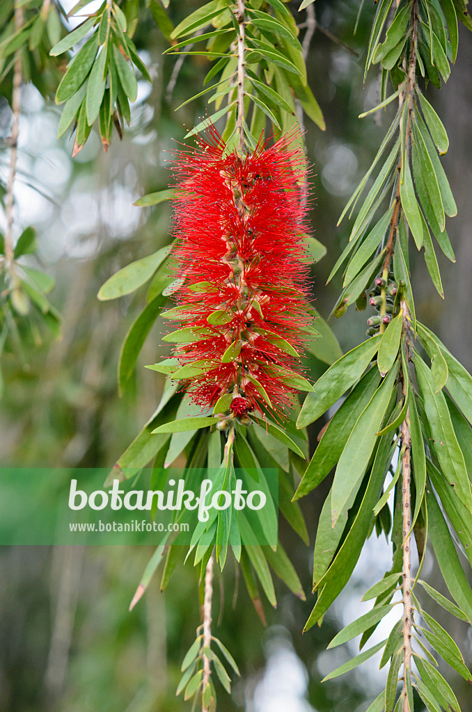 564170 - Weeping bottlebrush (Callistemon viminalis)