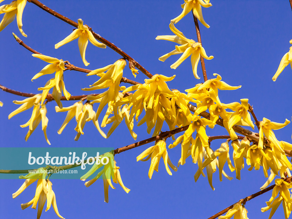 447028 - Weeping forsythia (Forsythia suspensa)