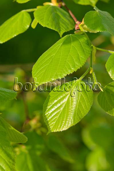 520035 - Weeping silver lime (Tilia petiolaris)