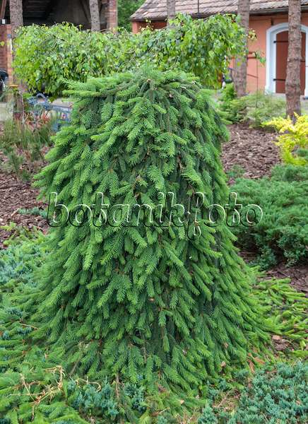 526121 - Weeping spruce (Picea abies 'Inversa')