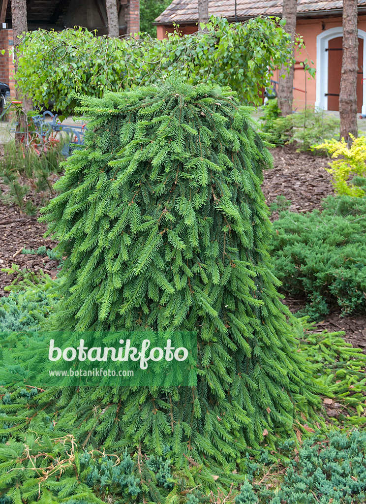 526121 - Weeping spruce (Picea abies 'Inversa')