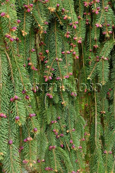 567001 - Weeping spruce (Picea abies 'Inversa')