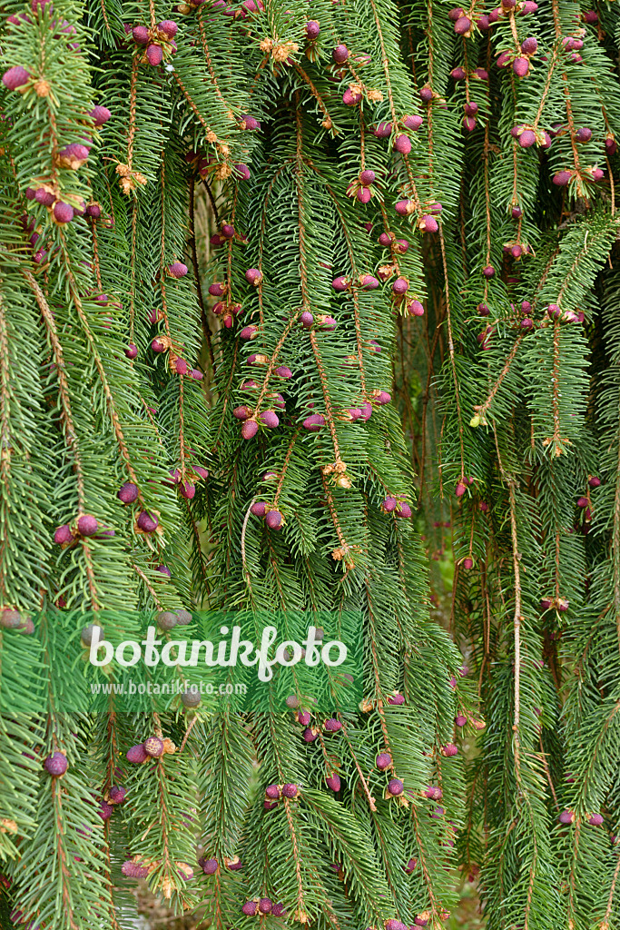 567001 - Weeping spruce (Picea abies 'Inversa')