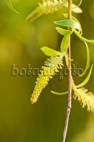 531010 - Weeping willow (Salix alba 'Tristis')