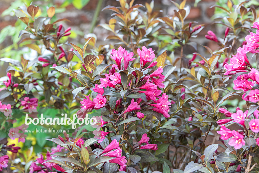 638383 - Weigela florida 'Minor Black'