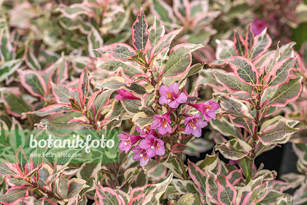 638384 - Weigela florida 'Monet'