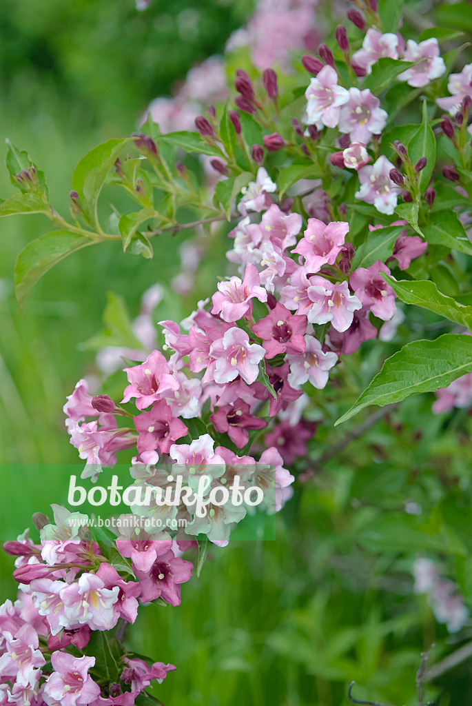 490186 - Weigélie florifère (Weigela florida)