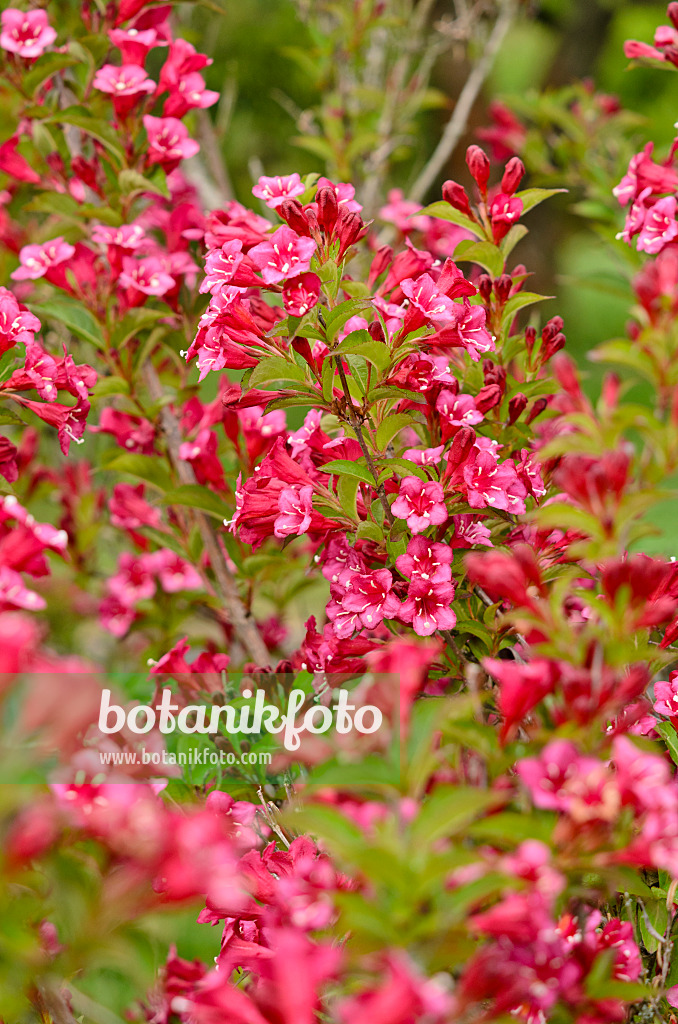 521191 - Weigélie florifère (Weigela florida 'Bristol Ruby')