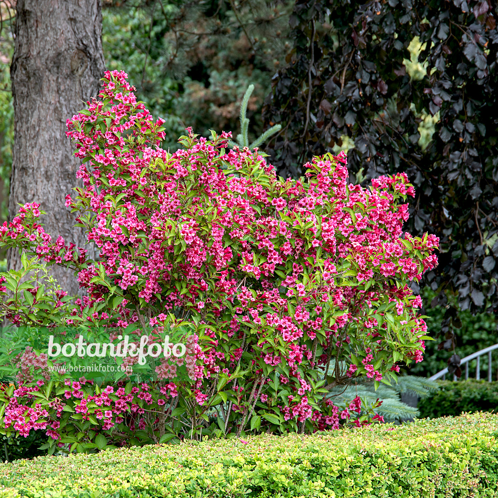 607222 - Weigélie florifère (Weigela florida 'Bristol Ruby')