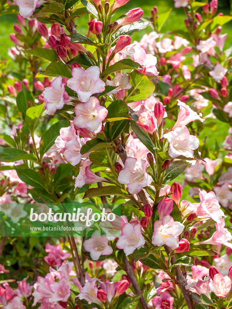 426111 - Weigélie florifère (Weigela florida 'Carnaval')