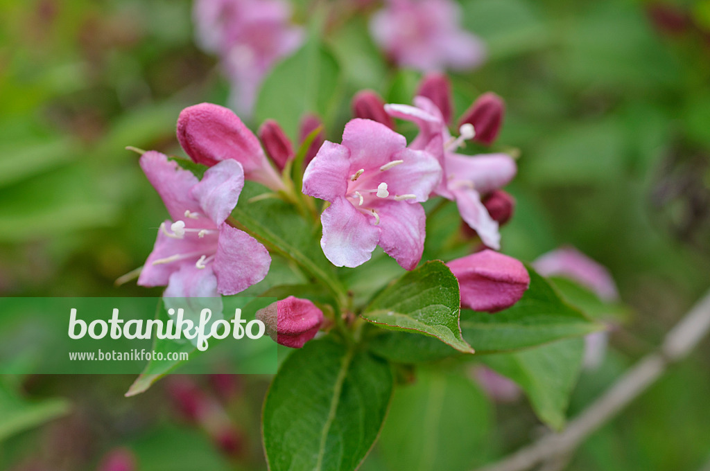 472224 - Weigélie florifère (Weigela florida 'Eva Rathke')