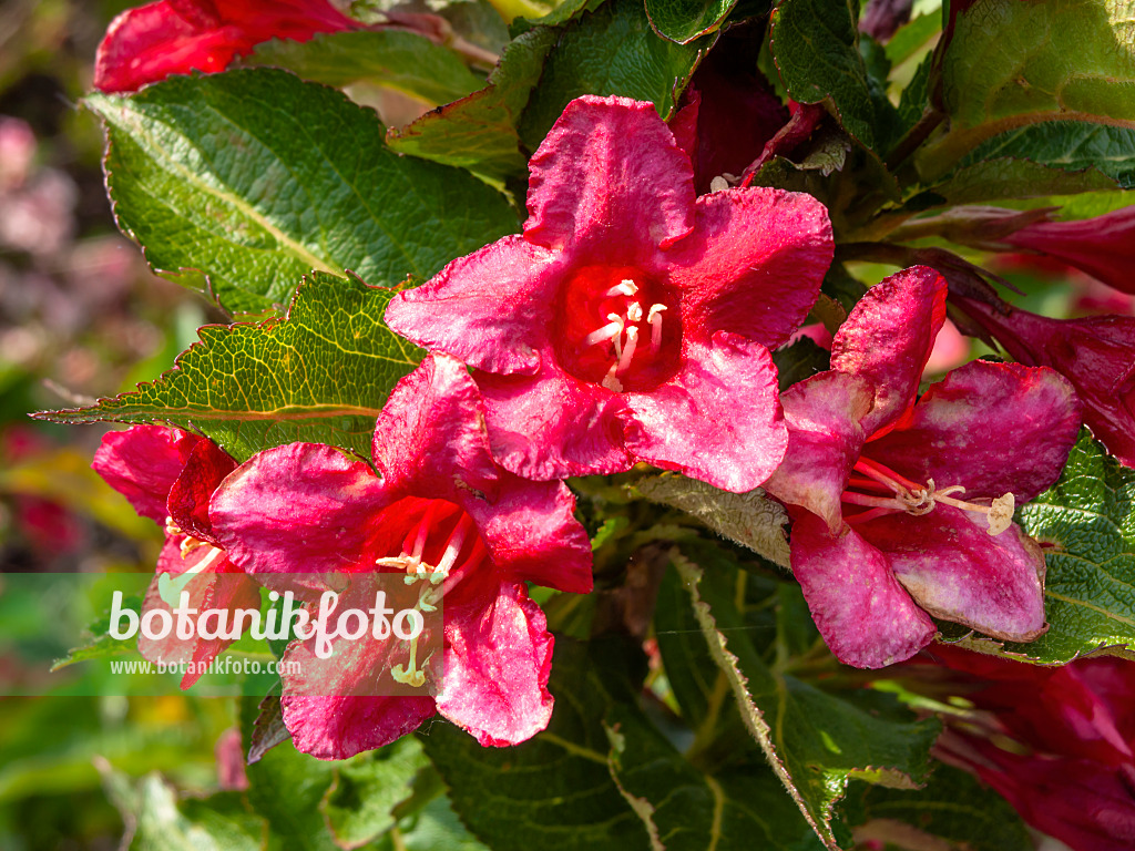 426112 - Weigélie florifère (Weigela florida 'Lucifer')