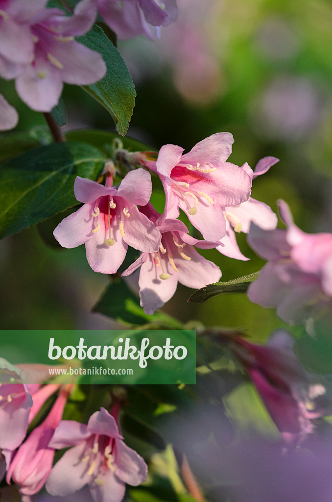 520257 - Weigélie (Weigela praecox)