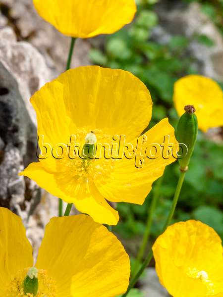 437255 - Welsh poppy (Meconopsis cambrica)