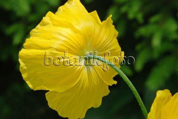 488160 - Welsh poppy (Meconopsis cambrica)