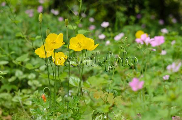 533604 - Welsh poppy (Meconopsis cambrica)