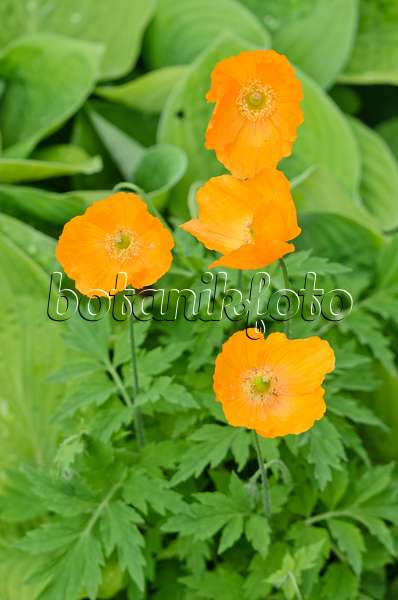 533490 - Welsh poppy (Meconopsis cambrica 'Aurantiaca')