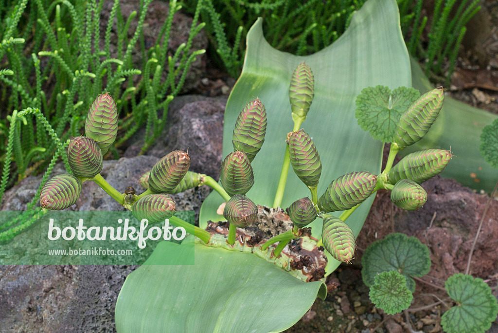 597028 - Welwitschia mirabilis