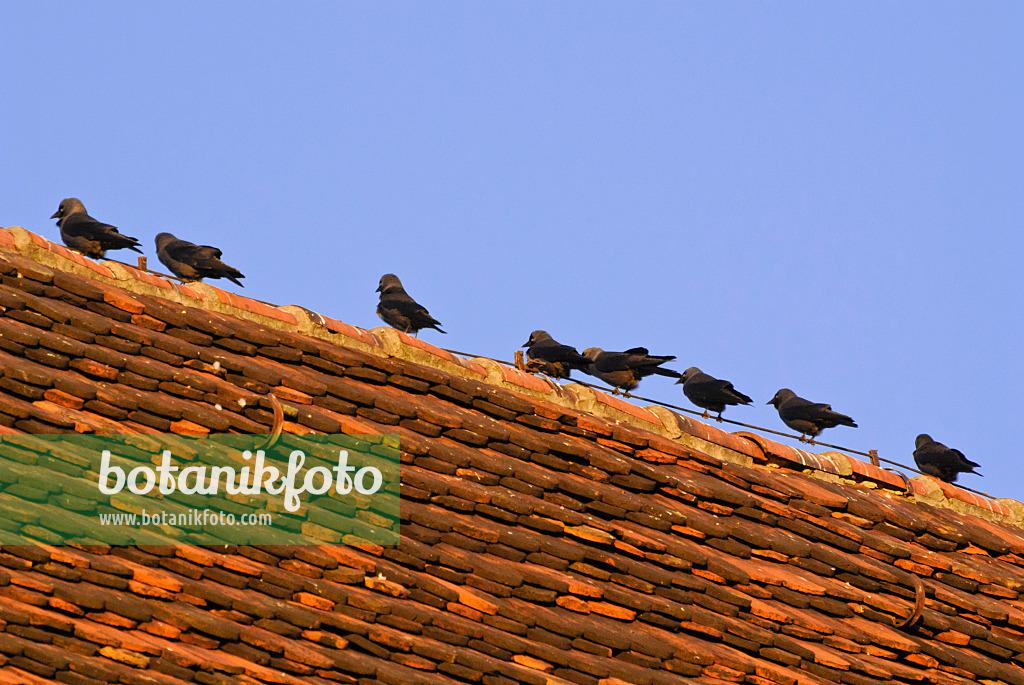 526051 - Western jackdaw (Corvus monedula) and western jackdaws (Corvus monedula) stand in line on the ridge of a roof with red roof tiles (roof shingles) in front of blue sky