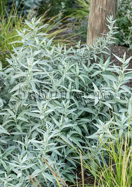 651083 - Western mugwort (Artemisia ludoviciana var. latiloba)