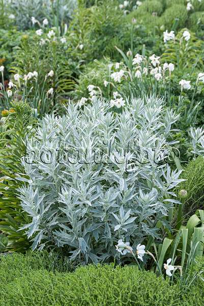 651082 - Western mugwort (Artemisia ludoviciana 'Valerie Finnis')
