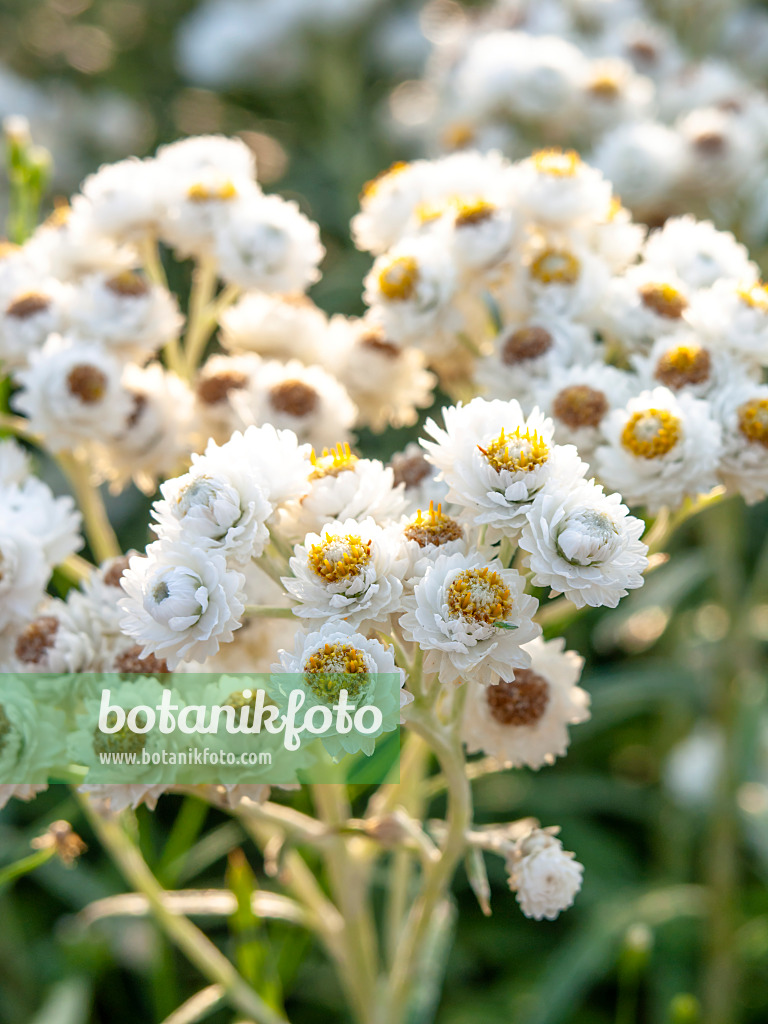 440228 - Western pearly everlasting (Anaphalis margaritaceae)