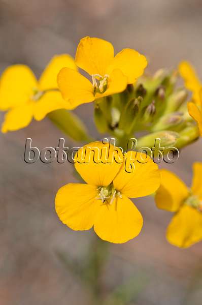 508353 - Western wallflower (Erysimum asperum)