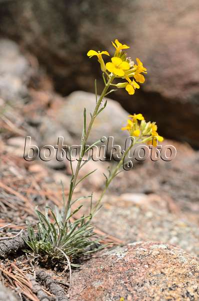 508354 - Western wallflower (Erysimum asperum)